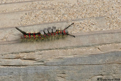 Tussock Moth caterpillar crossing stairs