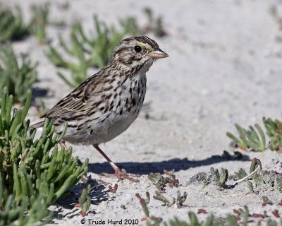 sparrows_and_their_lookalikes_quiz