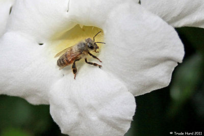 Honey Bee in flower