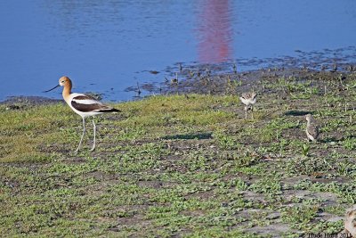 Nearby Avocet with 2 chicks