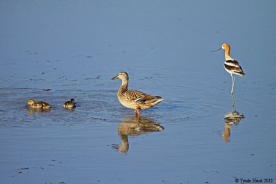 What happens when Avocet gets too close to Mallard chicks?