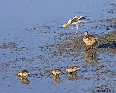 This pond isn't big enough for both