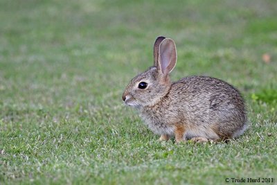 young Cottontail Rabbit