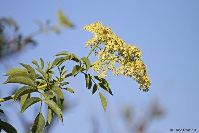 Elderberry in flower