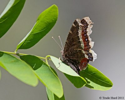 Mourning Cloak