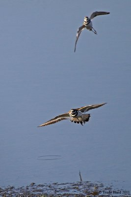 Killdeer pair say spring is a busy season!