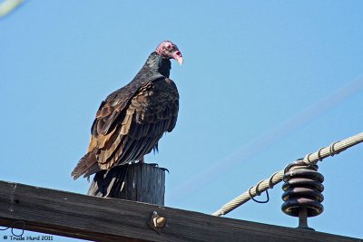 vulture_vs_hawk