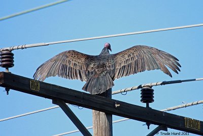 See Vulture sun