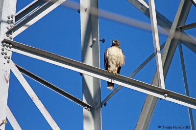 See Hawk