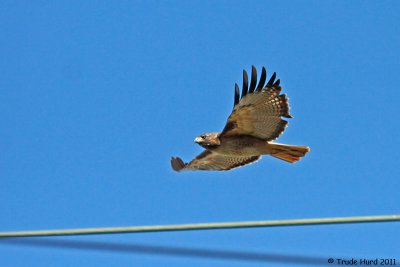 See Hawk see Vulture