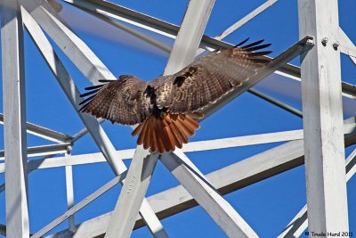 See Hawk return victorious