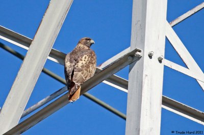 See Hawk sit