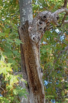 Acorn Woodpecker granery (stored acorns) in sycamore