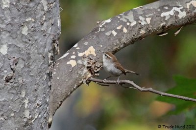 Bewick's Wren looks for insects in sycamore