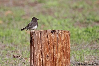 Black Phoebe looks for insects