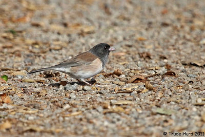 Dark-eyed Junco looks for seeds