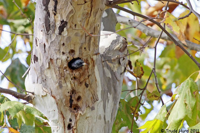 European Starling in cavity in sycamore