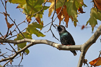 European Starling looks so fine