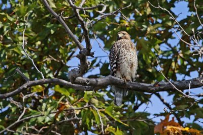 Juvenile Red-shouldered Hawk in sycamore