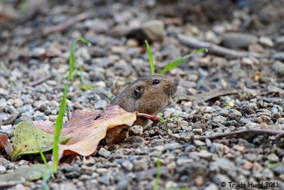 Gopher wonders what racket is all about