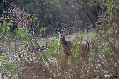 Mule Deer also wonders what's going on