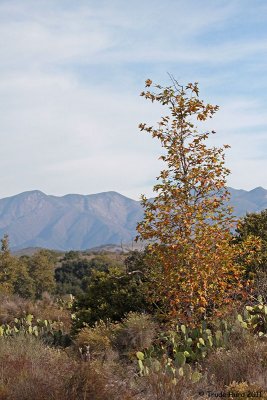 Sycamore in fall