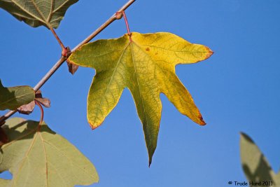 Sycamore leaf loses green