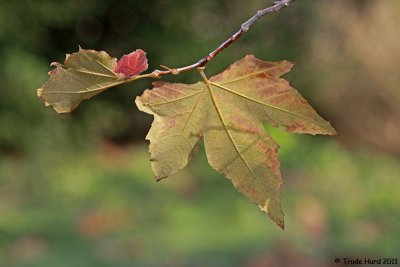 Sycamore leaf turns brown