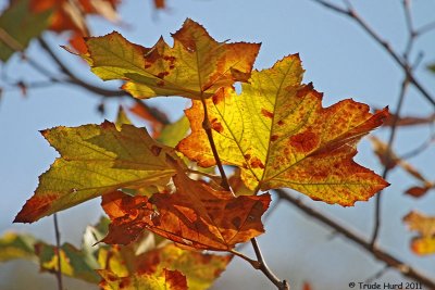 Sycamore leaves so glorious!