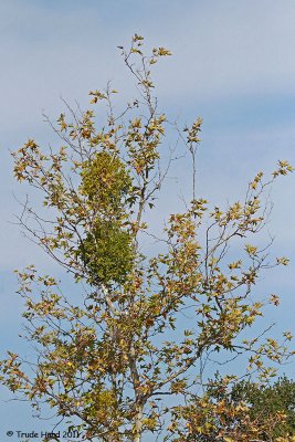 mistletoe easier to see when sycamore drops its leaves
