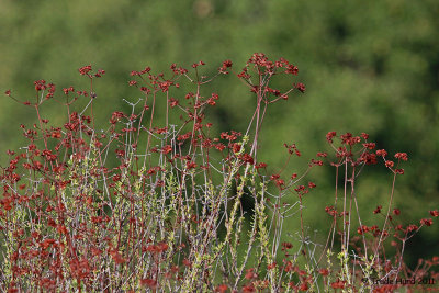 Buckwheat seeds brown in autumn
