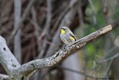 Yellow-rumped Warbler looks for insects