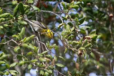 Townsend's Warbler looks for insects in oak