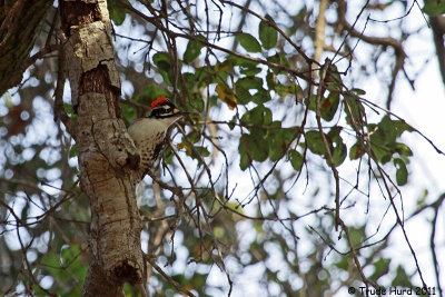 Nuttall's Woodpecker looks for insects in oak