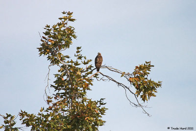 Red-tailed Hawk in Sycamore as I leave Caspers