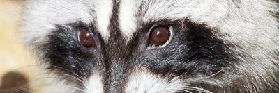 eyes_of_irvine_park_zoo