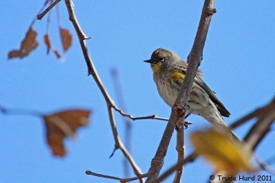 Yellow-rumped Warbler in sycamore
