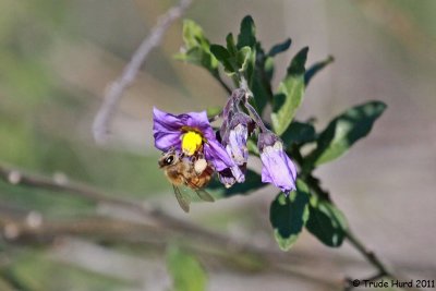 Honey Bee on Nightshade