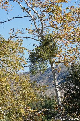 Mistletoe in sycamore