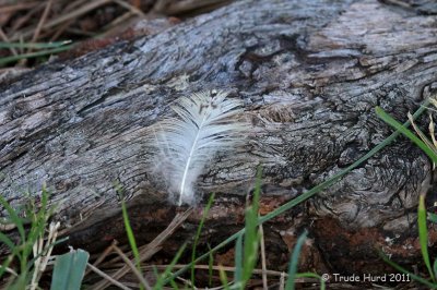 Feather (evidence of barn owl)