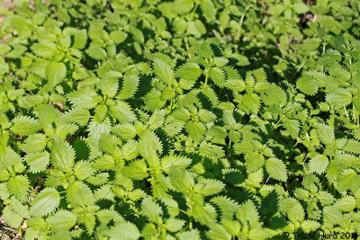 Watch where you step:  Stinging Nettle