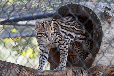 Ocelot