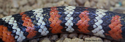 Beautiful pattern of scales!