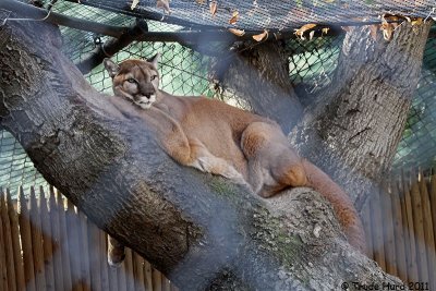 Mountain Lion:  Amanda had back surgery recently