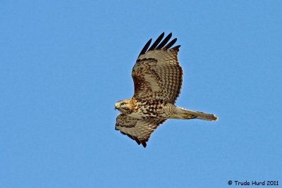 Red-tailed Hawk