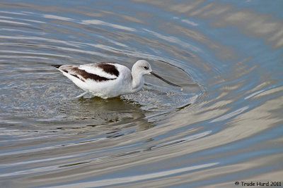 Avocet - is it caught in a whirlpool?