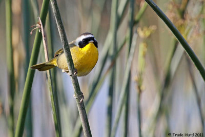 Common Yellowthroat on bulrush