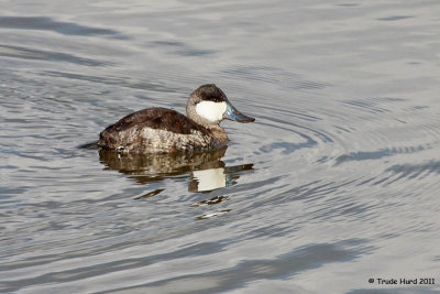 Ruddy Duck beak already turning blue in December