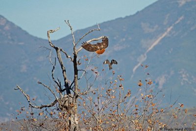 Red-shouldered Hawk chasing Red-tailed Hawk
