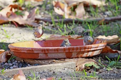 Yellow-rumped Warblers appreciated the water